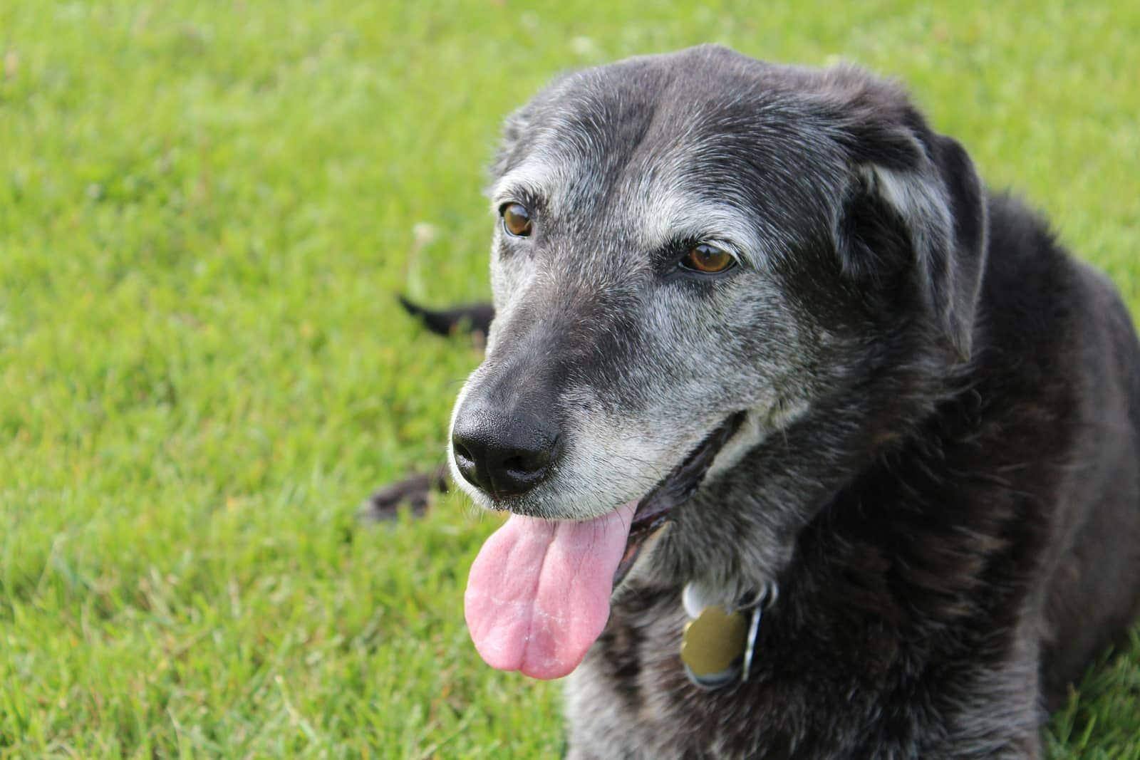 Black senior dog panting while lying in the grass.