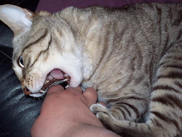 Striped cat nipping owner's hand while sitting in their lap