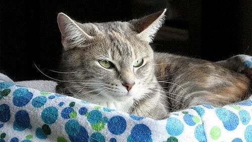 Cat with green eyes rests on a blue circle colored towel.