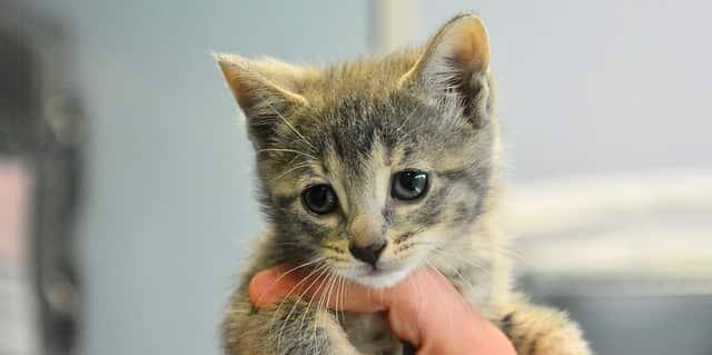 striped tabby kitten held in someone's hand