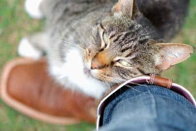 Tabby cat rubbing against its owner affectionately