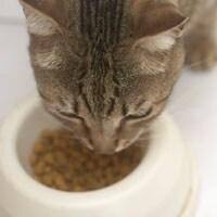 Cat eating