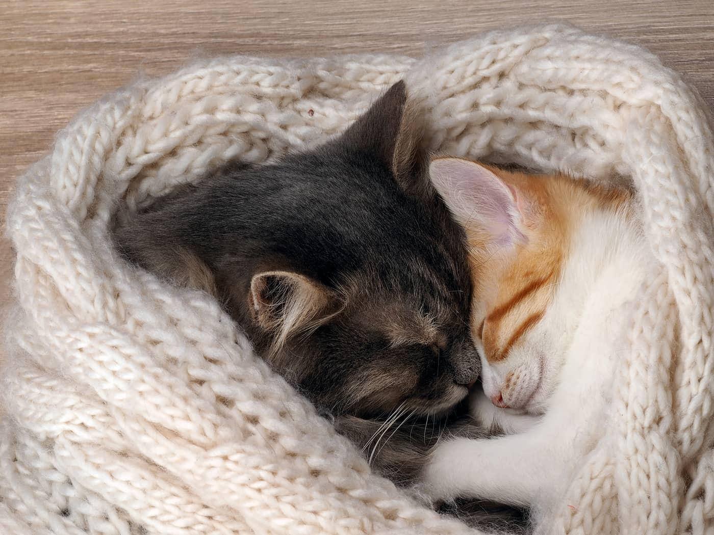Two cats snuggling head to head in a blanket.