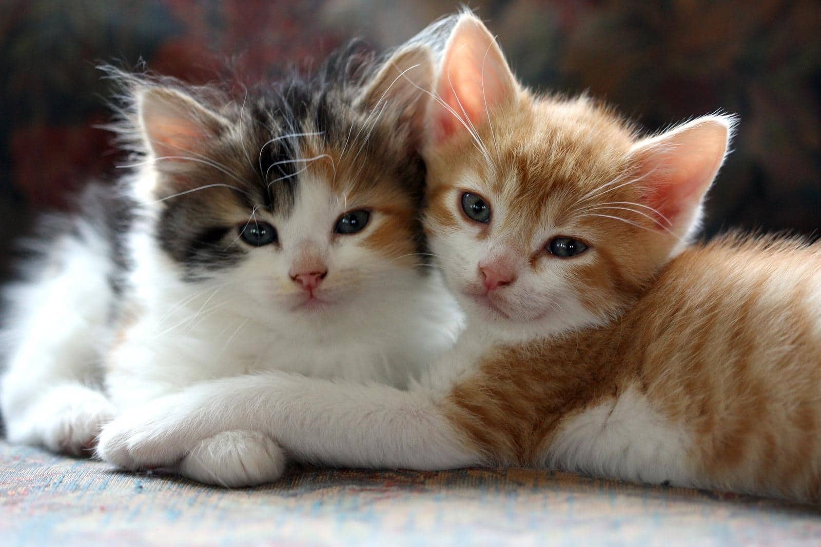 Two kittens cuddling together.