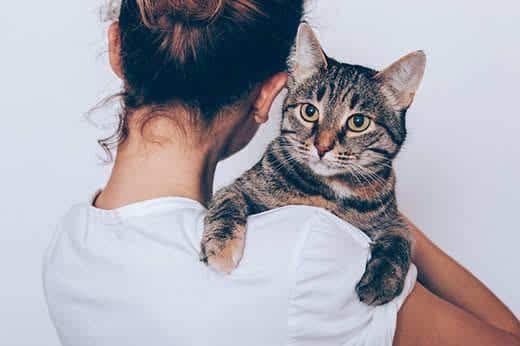 Unrecognizable young woman holding her striped cat, which looking seriously. Owner hugging pet on white background.