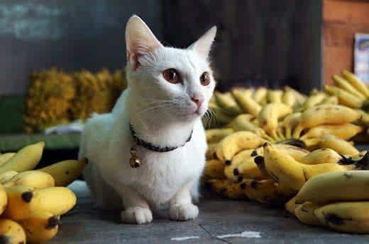 white cat sitting next to many bunches of bananas