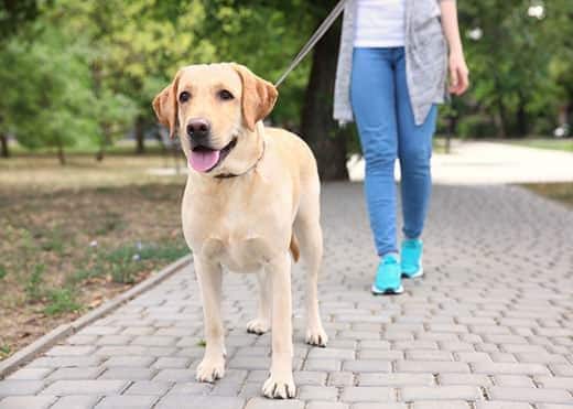 Woman walking labrador retriever on leash in park