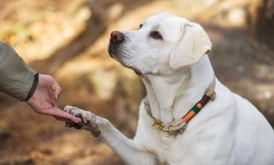 Golden retriever stands on hind legs with woman on a mountain top at sunset.