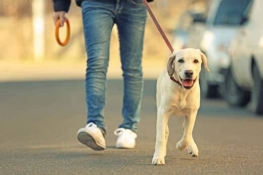 Owner and Labrador dog walking in city on unfocused background