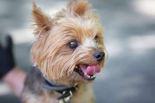 Yorkshire Terrier for a walk. Image with selective focus and toning.