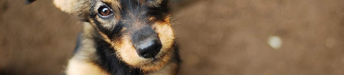 Puppy looking up