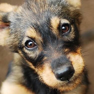 Puppy looking up