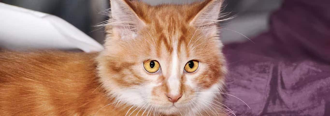 Photo of a Cymric cat