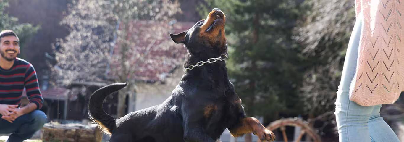 Photo of a Rottweiler dog