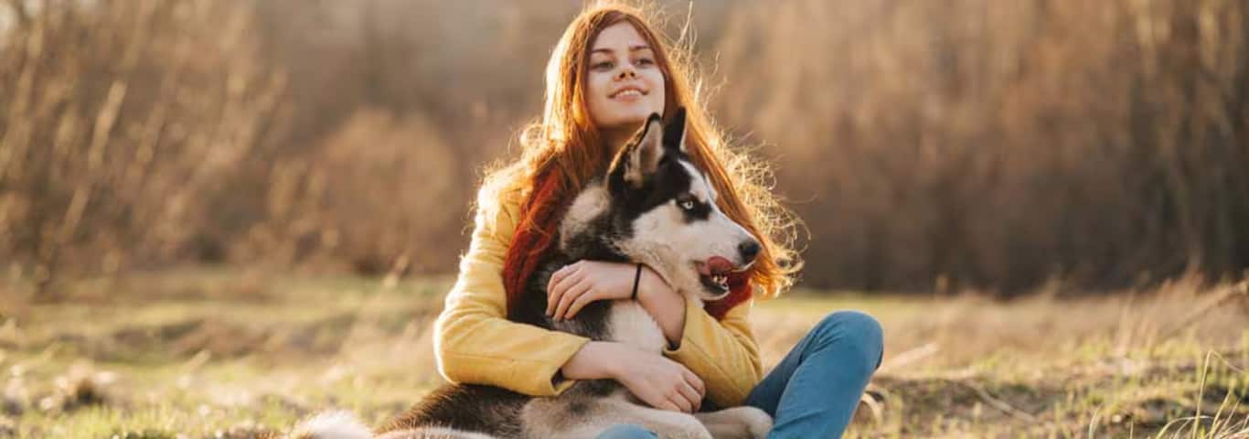 Photo of a Siberian Husky dog