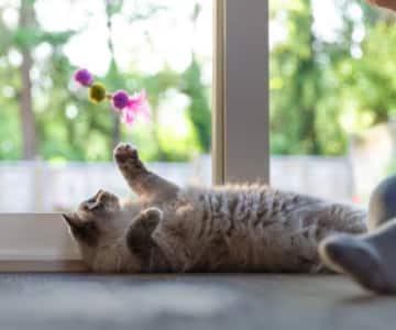 A grey cat lying next to a window looking at a cat toy