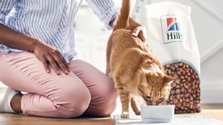 An orange cat eating Hill's Pet cat food