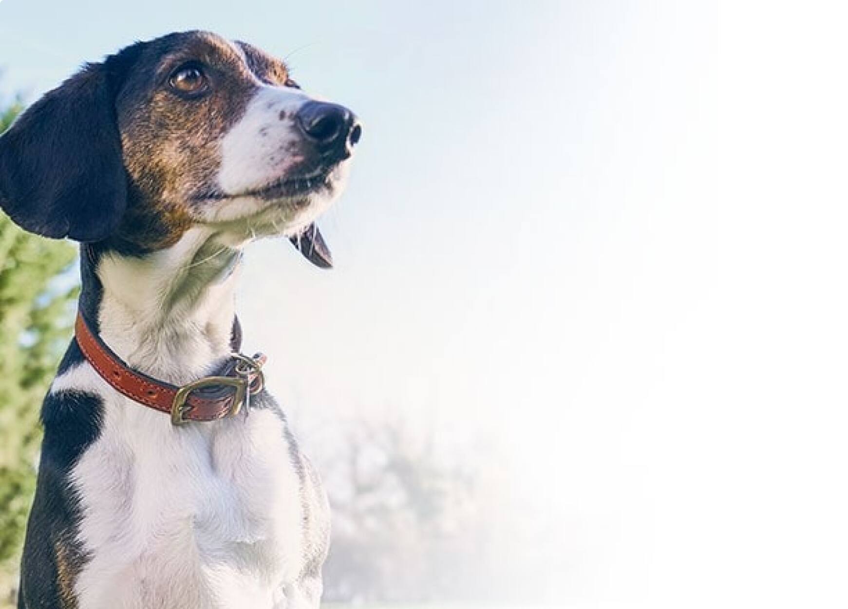 A senior pet dog